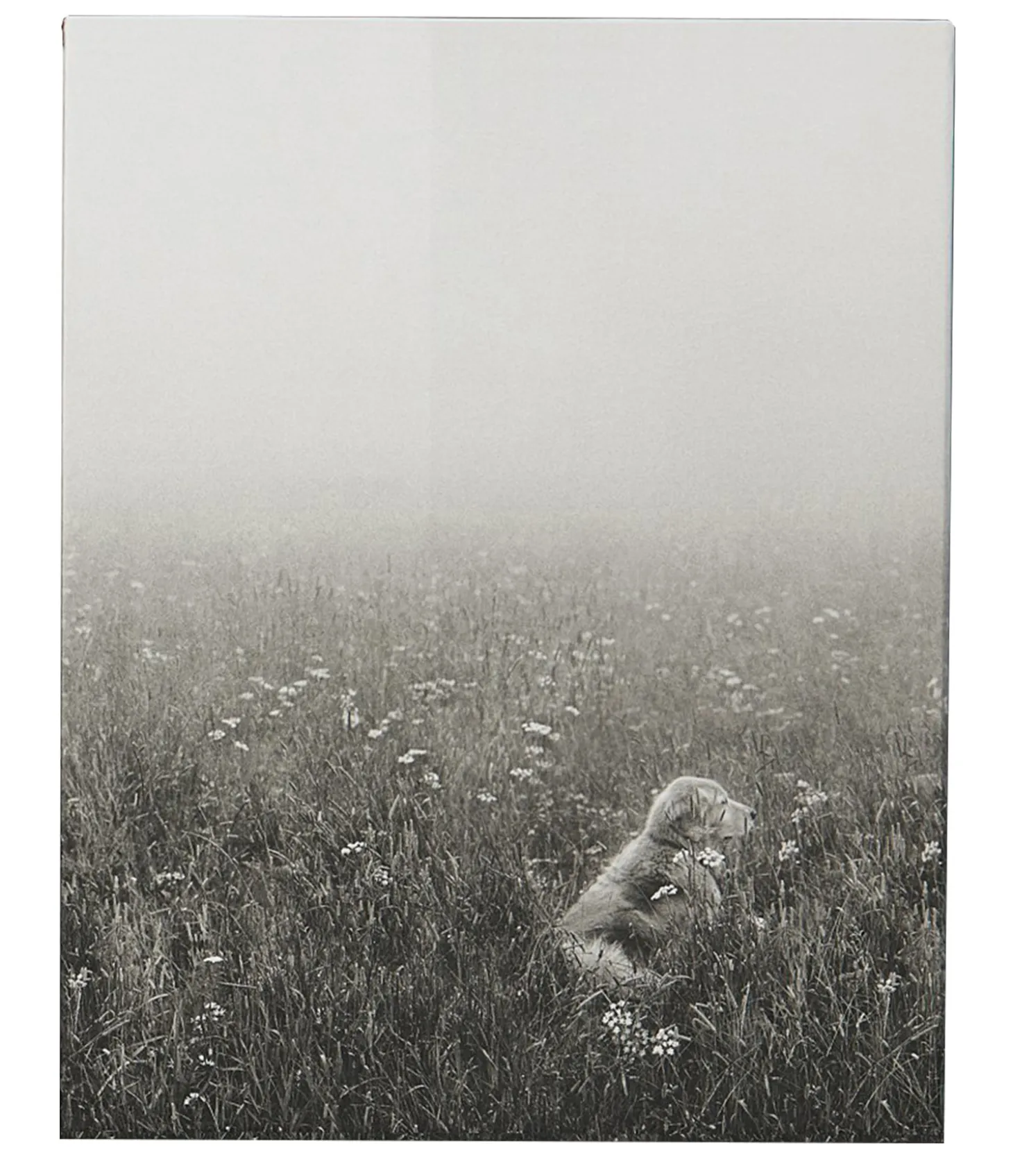 Livre The Golden Retriever Photographic Society-Taschen Shop